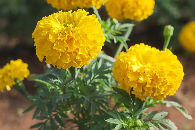 Cempasúchil (Tagetes erecta). Foto: Wikipedia