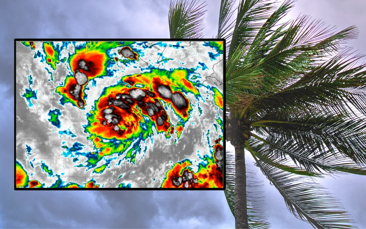 Palmera y tormenta tropical Erick. Foto: Canva / tropicaltidbits