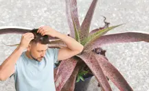 La planta nativa de Durango usada en tratamientos para reparar el cabello
