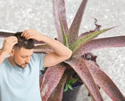 La planta nativa de Durango usada en tratamientos para reparar el cabello
