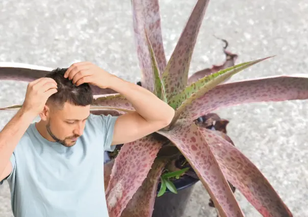 La planta nativa de Durango usada en tratamientos para reparar el cabello