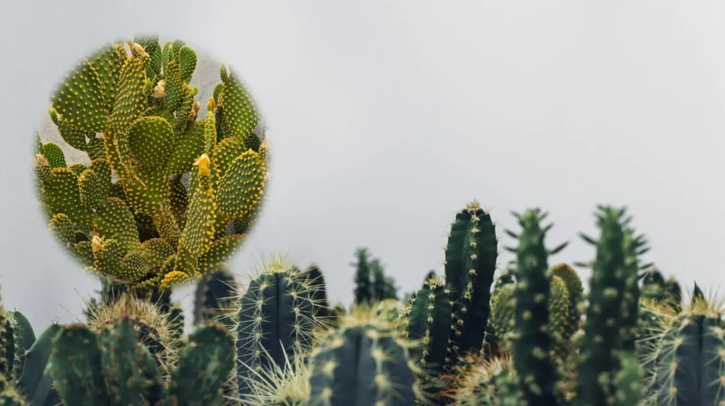 Foto: Gerardo Lares/ Pixabay | Este es el cactus nativo de Durango, que se volvió popular entre los científicos al ver su rápido crecimiento.