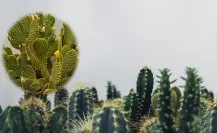 El cactus nativo de Durango famoso entre los científicos por su rápido crecimiento