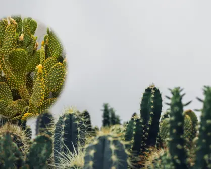 El cactus nativo de Durango famoso entre los científicos por su rápido crecimiento