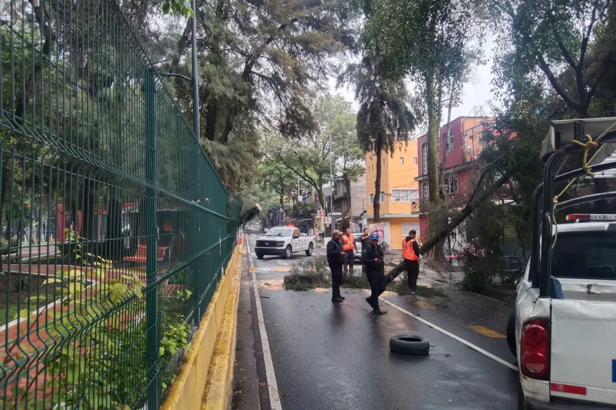 Caída de árbol en Iztacalco. Foto: Luis Antonio Alfaro