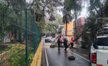 Caída de un árbol provoca la movilización de servicios de emergencia en Iztacalco en CDMX