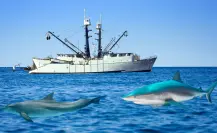 Denuncian a barcos pesqueros industriales capturando delfines y tiburones en La Paz