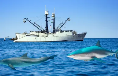 Denuncian a barcos pesqueros industriales capturando delfines y tiburones en La Paz
