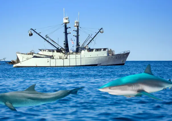 Denuncian a barcos pesqueros industriales capturando delfines y tiburones en La Paz