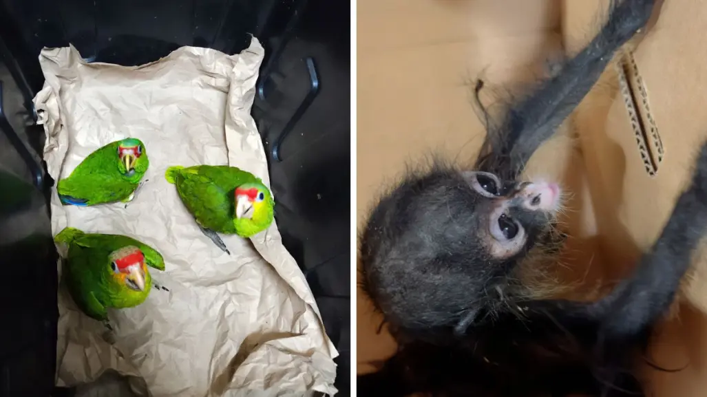 Seguridad en Yucatán: vinculan a proceso a 3 personas por tráfico de especies protegidas en el estado