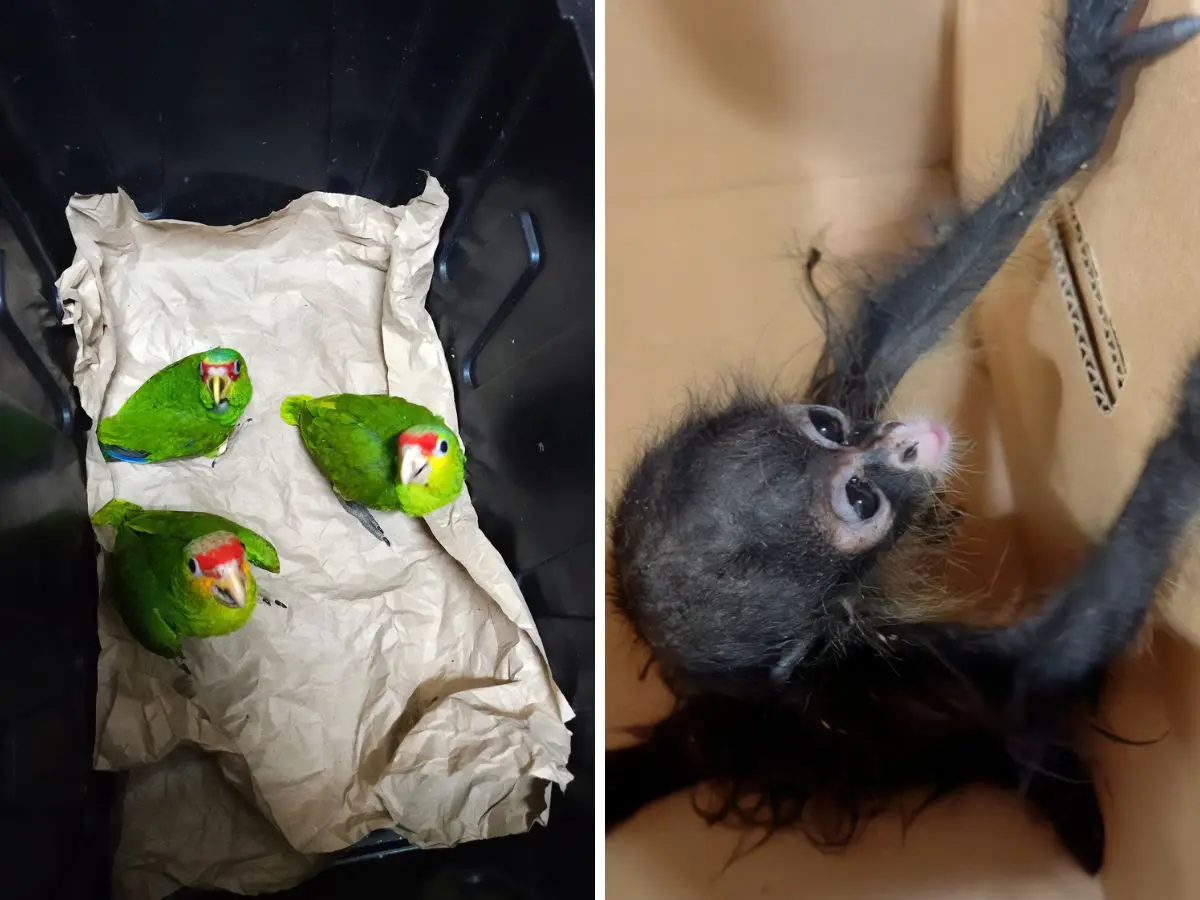 Varias especies de loros, un mono araña y cartuchos de uso exclusivo de las Fuerzas Armadas fueron decomisados a tres personas quienes están señaladas por trafico de especies protegidas en Yucatán.- Fuente PROFEPA