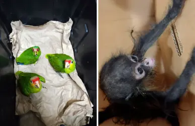 Seguridad en Yucatán: vinculan a proceso a 3 personas por tráfico de especies protegidas en el estado