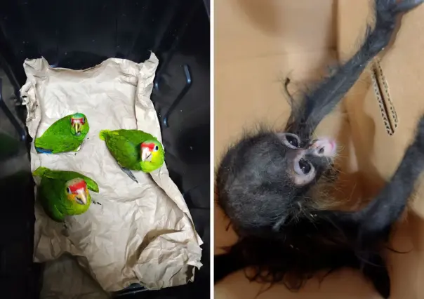 Seguridad en Yucatán: vinculan a proceso a 3 personas por tráfico de especies protegidas en el estado