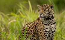 Este es el animal nativo de Tamaulipas que era considerado un dios por los ancestros
