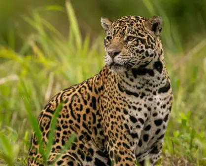 Este es el animal nativo de Tamaulipas que era considerado un dios por los ancestros