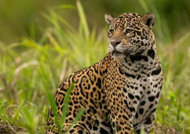 Este es el animal nativo de Tamaulipas que era considerado un dios por los ancestros