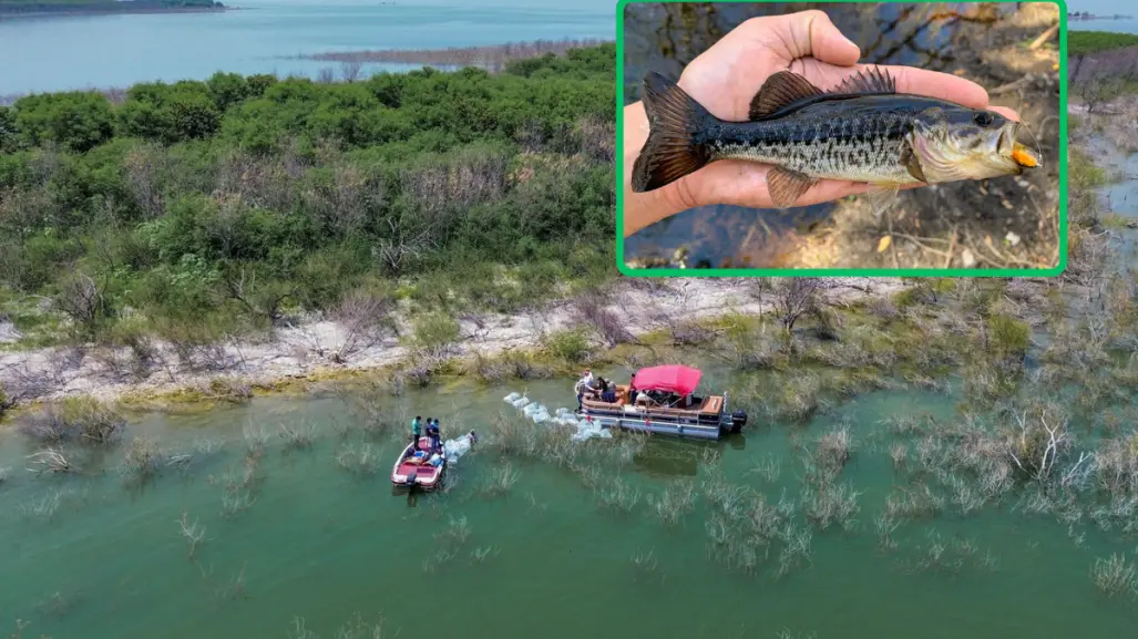 Liberarán 10 mil alevines de lobina negra en la Presa Vicente Guerrero de Tamaulipas