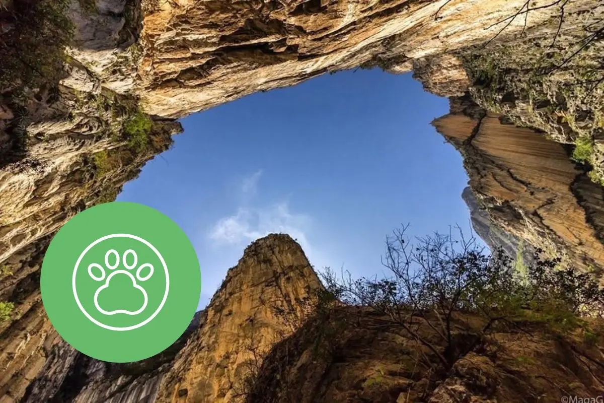 El Cañón de San Judas permite explorar un ecosistema único. Foto: @nuevoleonmexico / CANVA