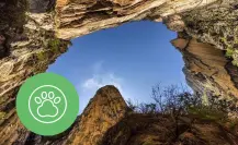 Esta es la variedad de fauna nativa de Nuevo León que habita en el Cañón de San Judas