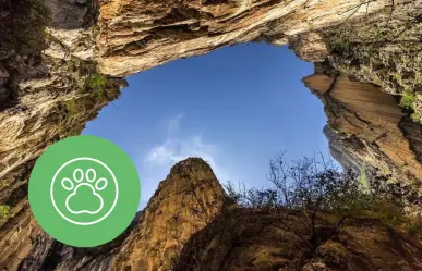 Esta es la variedad de fauna nativa de Nuevo León que habita en el Cañón de San Judas