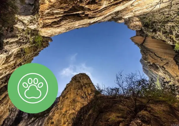 Esta es la variedad de fauna nativa de Nuevo León que habita en el Cañón de San Judas