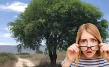 Este árbol nativo de Baja California Sur sobrevive al calor, da sombra y hasta alimento