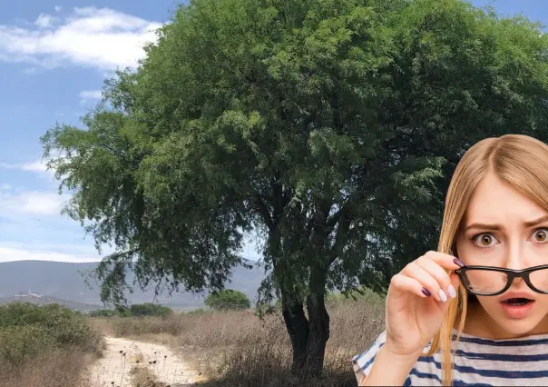 Este árbol nativo de Baja California Sur sobrevive al calor, da sombra y hasta alimento