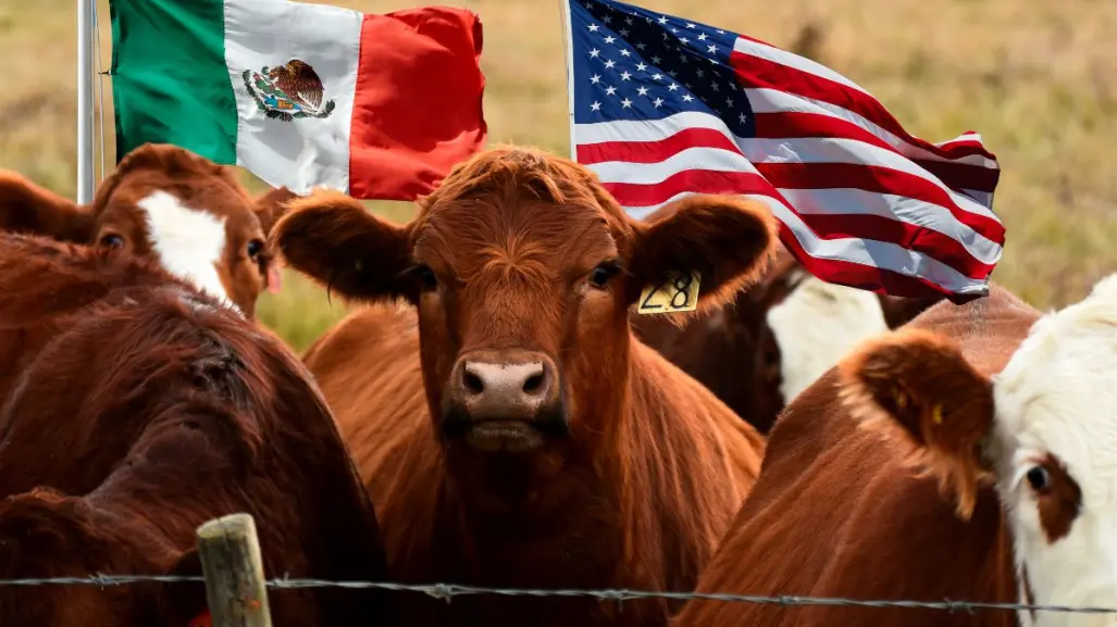 México y EE.UU. unidos contra el gusano barrenador en Coahuila, la clave de la erradicación 