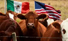 México y EE.UU. unidos contra el gusano barrenador en Coahuila, la clave de la erradicación 