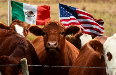 México y EE.UU. unidos contra el gusano barrenador en Coahuila, la clave de la erradicación 