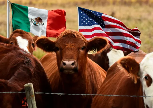México y EE.UU. unidos contra el gusano barrenador en Coahuila, la clave de la erradicación 