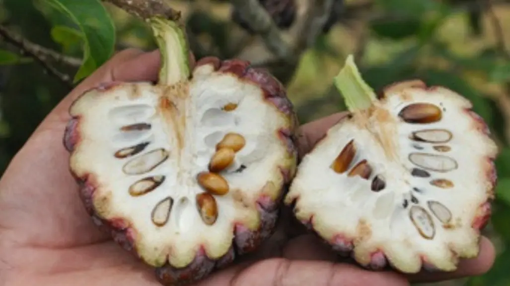 Este fruto nativo de Tamaulipas es ideal para combatir el cáncer