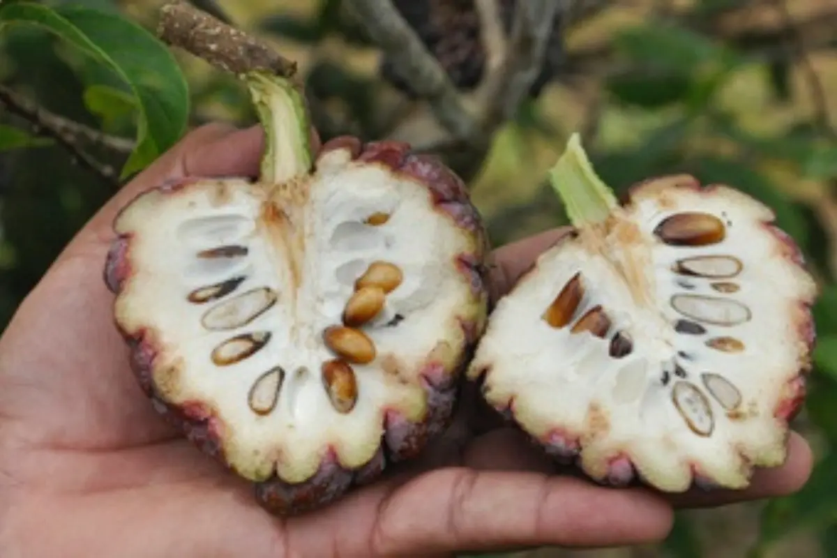 La anona un fruto nativo de Tamaulipas | Foto: gobierno de México