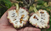 Este fruto nativo de Tamaulipas es ideal para combatir el cáncer