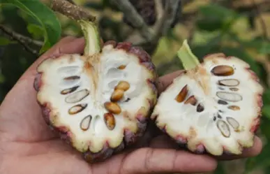 Este fruto nativo de Tamaulipas es ideal para combatir el cáncer