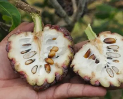 Este fruto nativo de Tamaulipas es ideal para combatir el cáncer