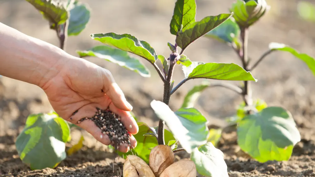¡No tires el hueso del aguacate! Embellece tu jardín con este tip
