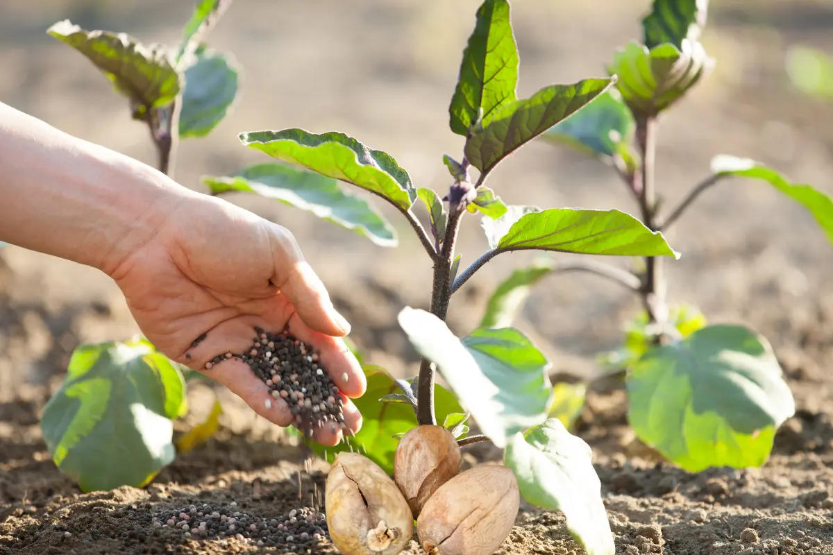 Se debe tener cuidado con el hueso de aguacate como fertilizante, no usarlo en exceso porque se pueden dañar las plantas. Foto: Canva