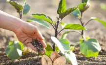 ¡No tires el hueso del aguacate! Embellece tu jardín con este tip