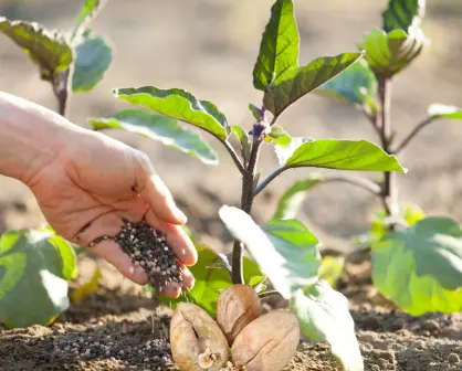 ¡No tires el hueso del aguacate! Embellece tu jardín con este tip