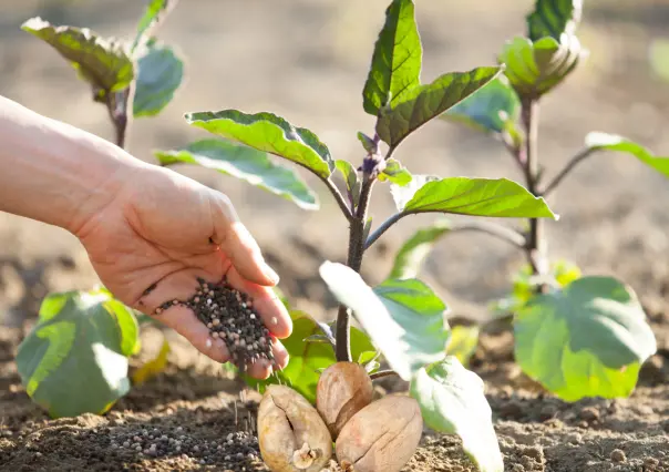 ¡No tires el hueso del aguacate! Embellece tu jardín con este tip