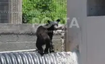 ¡Otra vez! Reportan avistamiento de oso en Santa Catarina