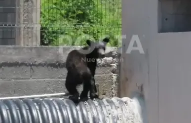 ¡Otra vez! Reportan avistamiento de oso en Santa Catarina
