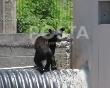¡Otra vez! Reportan avistamiento de oso en Santa Catarina