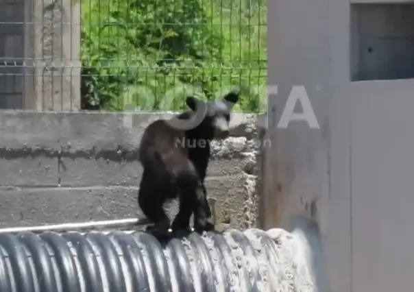 ¡Otra vez! Reportan avistamiento de oso en Santa Catarina