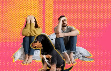 ¿Quién se queda con el perro? Esto opinan los regios de la nueva ley presentada en el Congreso