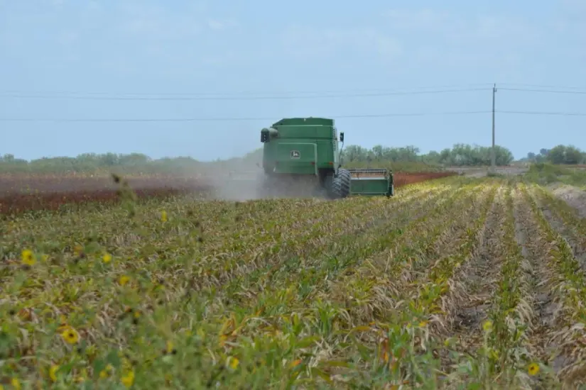La cosecha de sorgo continúa en Tamaulipas. Foto: Ramón Sánchez