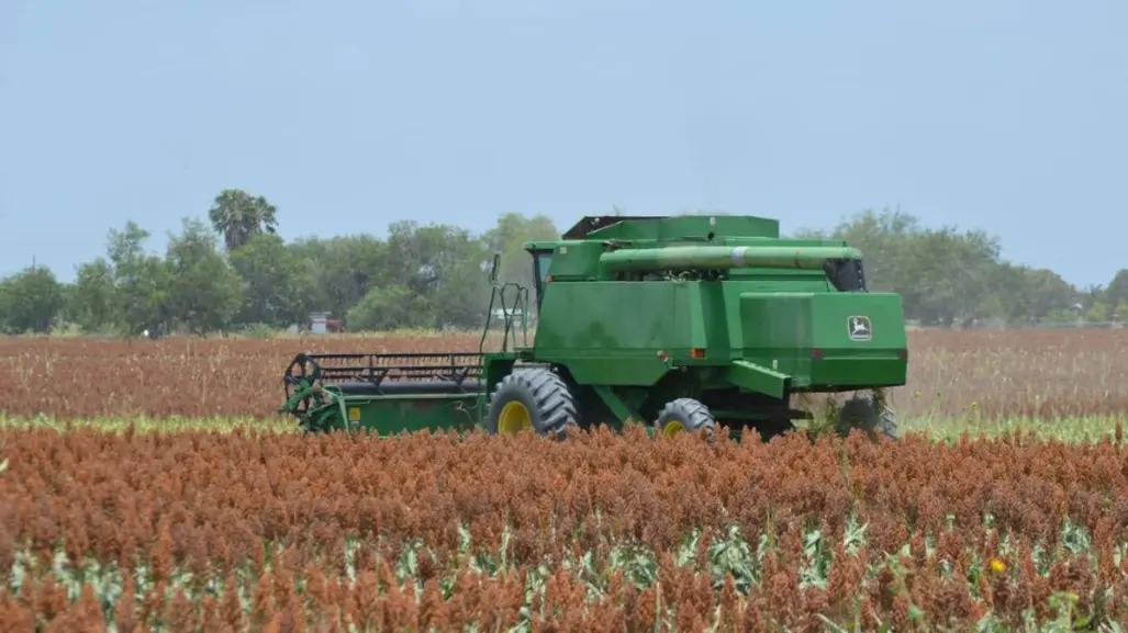 Productores de sorgo terminan con pérdidas económicas en el ciclo agrícola