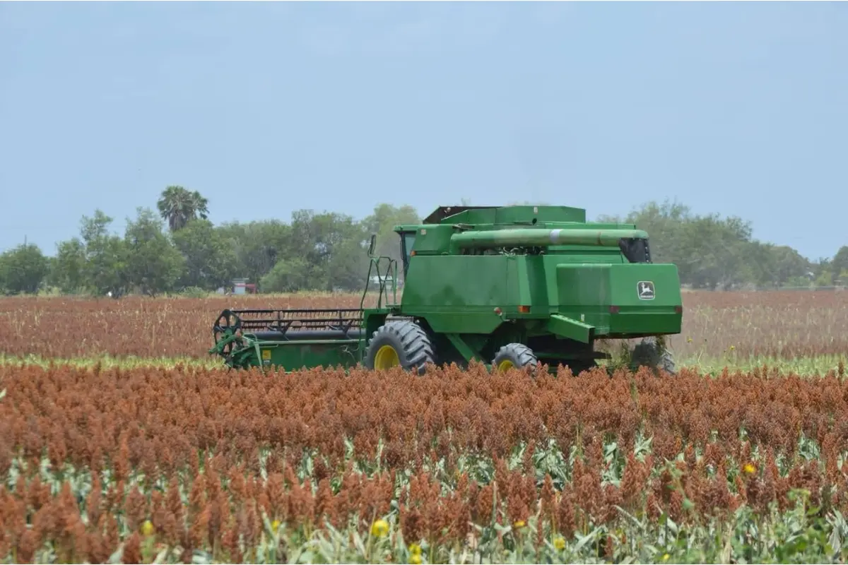 La cosecha de sorgo en Tamaulipas registra un avance superior al 70 por ciento. Foto: Ramón Sánchez