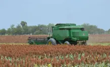 Productores de sorgo terminan con pérdidas económicas en el ciclo agrícola